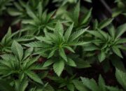 Dream Meaning of Marijuana