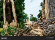 Dream Meaning of Tree Torn Down And New One