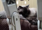 Dream Meaning of A Cat Attacking You