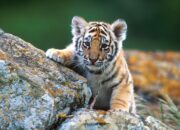 Dream Meaning of Tiger Cub