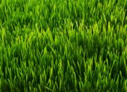Dream Meaning of Grass