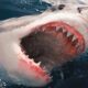 Dream Meaning of Shark Attack