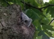 Dream Meaning of Owls Nesting Outside My Window