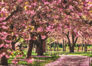 Dream Meaning of Seeing A Cherry Tree