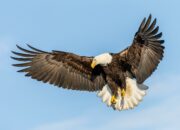 Dream Meaning of Flying Eagle