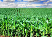 Dream Meaning of Green Maize Field