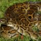 Dream Meaning of Python Snake