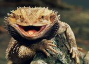 Dream Meaning of Dragon Lizard