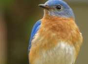 Dream Meaning of Bluebird