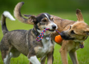 Dream Meaning of Dogs Playing