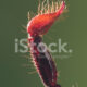 Dream Meaning of A Scorpion Sting