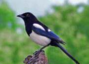 Dream Meaning of Magpie