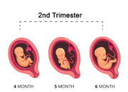 Dream Meaning of Pregnancy