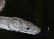 Dream Meaning of Silver Snake