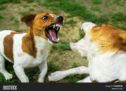 Dream Meaning of Fighting With A Dog