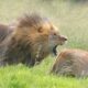 Dream Meaning of Seeing Lion Bite
