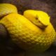 Dream Meaning of Yellow Snake