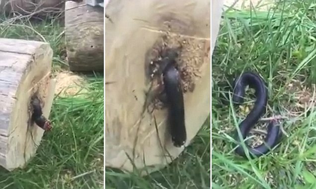 Dream Meaning of Snake Cut In Half