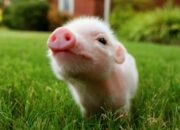 Dream Meaning of Pigs