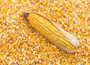 Dream Meaning of Maize