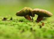 Dream Meaning of 2 mushrooms