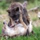 Dream Meaning of Black Wolf Attacking