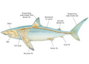 Dream Meaning of Shark Bones