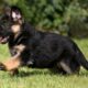 Dream Meaning of German Shepard Puppy