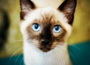 Dream Meaning of Siamese Cat