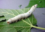 Dream Meaning of Silkworm