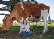 Dream Meaning of Large Moo