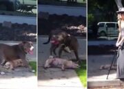 Dream Meaning of Killing An Attacking Dog