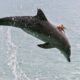 Dream Meaning of Dolphin Being Suffocated