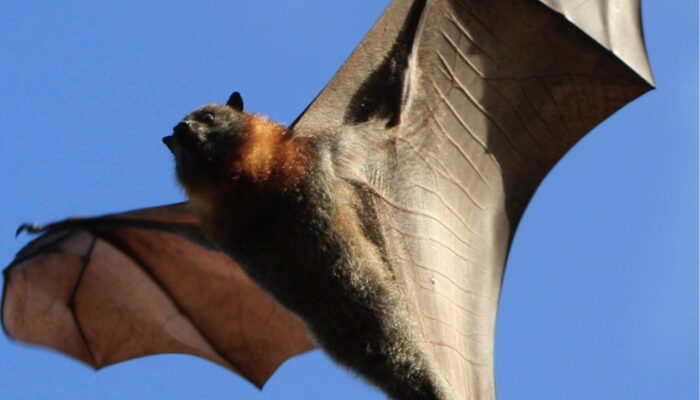 Dream Meaning of Bat
