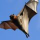 Dream Meaning of A Bat