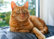 Dream Meaning of Orange Cat