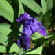 Dream Meaning of Having Shrunken Iris