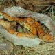 Dream Meaning of Snake Shedding Skin