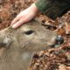 Dream Meaning of Petting A Deer