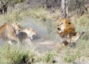 Dream Meaning of Killing Lion