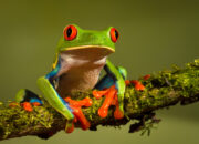 Dream Meaning of Frogs