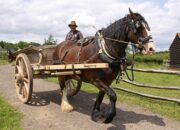 Dream Meaning of Horse Cart