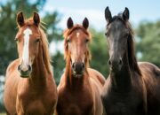Dream Meaning of Horses