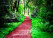 Dream Meaning of Pathways