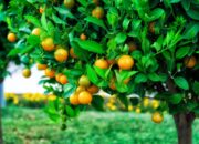 Dream Meaning of Tree Full Of Fruits