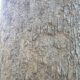 Dream Meaning of Bear Marking A Tree Meaning