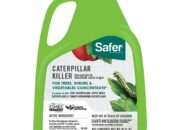 Dream Meaning of Killing Caterpillars