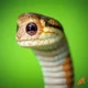 Dream Meaning of Friendly Snake