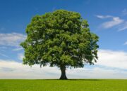 Dream Meaning of A Tree