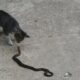 Dream Meaning of Cat Killing A Snake